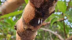 చెట్టు కన్నీళ్లు కార్చిందా?