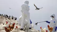 తమిళనాడులో బర్డ్ ఫ్లూ కలకలం, ఆంధ్రాలో కలవరం