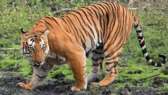 ఆ పులి పోయింది..ఈ పులి వచ్చింది