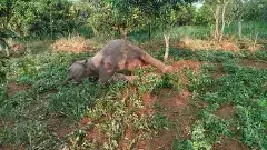 చిత్తూరు: ఏనుగులను కాటేసిన కరెంటు తీగలు