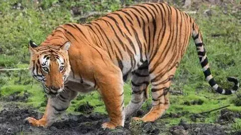 ఆ పులి పోయింది..ఈ పులి వచ్చింది