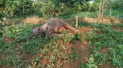 చిత్తూరు: ఏనుగులను కాటేసిన కరెంటు తీగలు