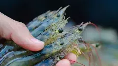 యుద్ధం: రొయ్యల ఎగుమతులపై ప్రభావం ఎంత?