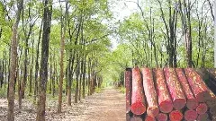 స్మగ్లింగ్ హాట్ స్పాట్ గా శేషాచలం అడవులు