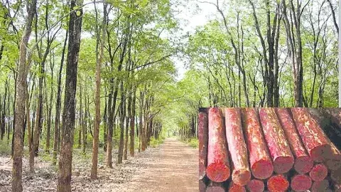 స్మగ్లింగ్ హాట్ స్పాట్ గా శేషాచలం అడవులు