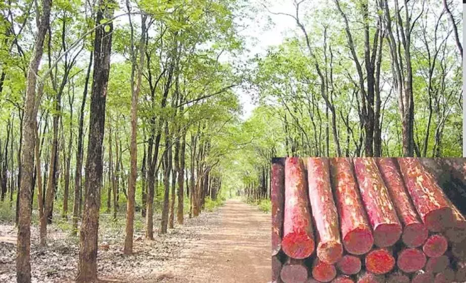 స్మగ్లింగ్ హాట్ స్పాట్ గా శేషాచలం అడవులు స్మగ్లింగ్ హాట్ స్పాట్ గా శేషాచలం అడవులు