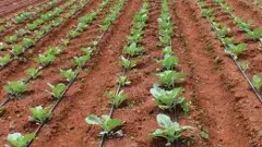 గిరిజన రైతులకు వరం