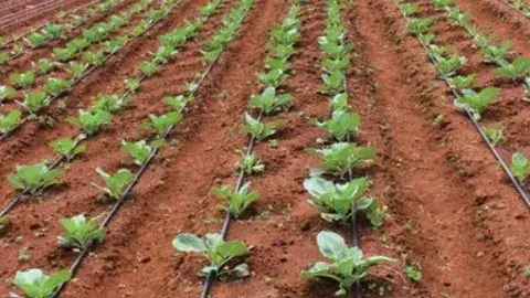 గిరిజన రైతులకు వరం