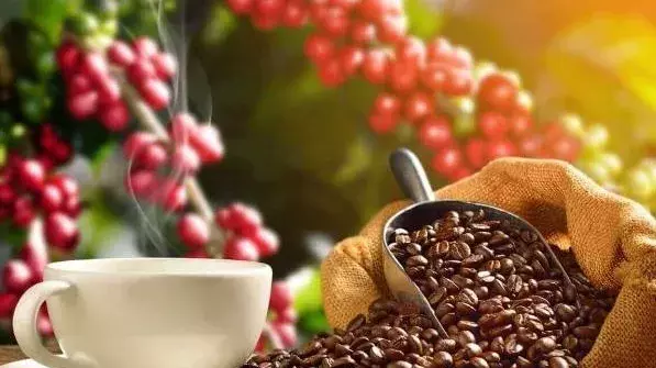 ఎర్ర సముద్రంలో మంటలు.. అరకు కాఫీ తోటల్లో కన్నీళ్లు!