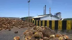 పామాయిల్ మిల్లులు ఖాయిలా పడ్డాయి...