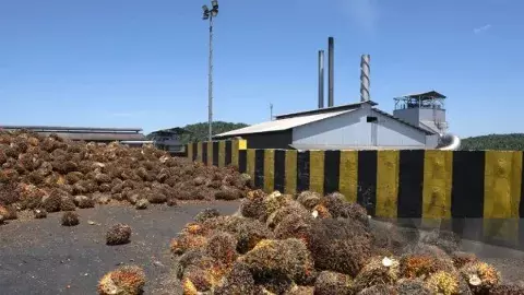 పామాయిల్ మిల్లులు ఖాయిలా పడ్డాయి...