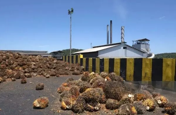 పామాయిల్ మిల్లులు ఖాయిలా పడ్డాయి... పామాయిల్ మిల్లులు ఖాయిలా పడ్డాయి...