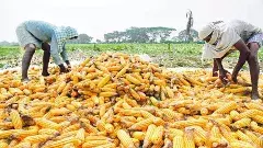 మొక్కజొన్న రైతులను ఆవరించిన ‘యుద్ధ భయం’