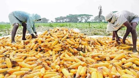 మొక్కజొన్న రైతులను ఆవరించిన ‘యుద్ధ భయం’