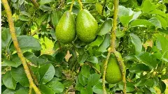 ఆవకాడోపై ‘అల్లూరి’ రైతుల అమితాసక్తి!