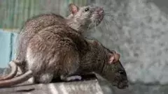 విద్యార్థుల భవిష్యత్ ను ’కొరుకుతున్న’  నిర్లక్ష్యం