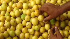 వామ్మో, నిమ్మ.. ఒక్కోకాయ రూ.15!