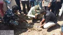 తల్లికి దూరమై.. పల్లెలోకి వచ్చిన చిరుత మృతి