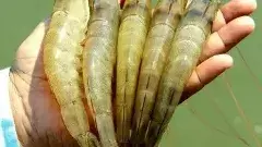 అమరావతిలో నేషనల్ ఫిషరీస్ డెవలప్‌మెంట్ బోర్డు (NFDB)