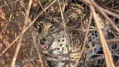 ప్రమాదంలో వన్యప్రాణుల ప్రాణాలు...